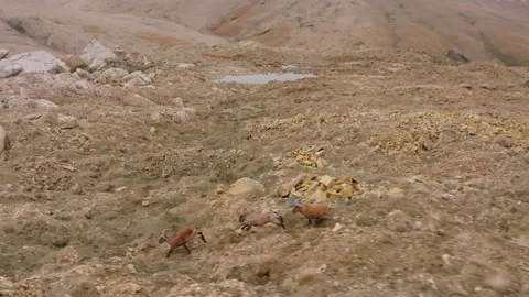 Mountain goat herd climbing steep rocky slope, navigating challenging alpine Stock Footage 304530239