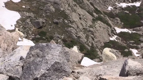 Mountain Goat in the High Alpine Vídeos de archivo 78499406