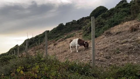 Mountain goat on a hill Stock Footage 313368436