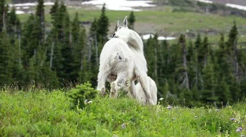 Mountain Goat on hill scratching P HD 0578 Stock Footage 10596013