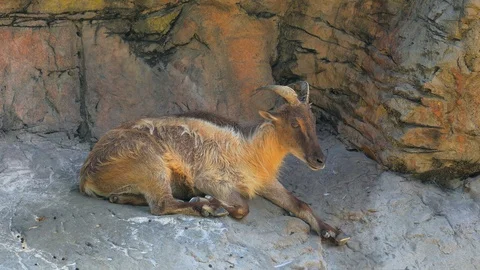 Mountain Goat (Himalayan Tahr) Stock Footage 101930862