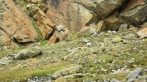 Mountain Goat India Stock Footage 143304917