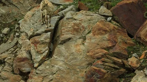 Mountain Goat India 動画素材 143304945