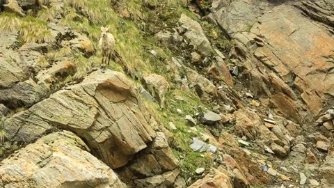 Mountain Goat India Stock Footage 143305042