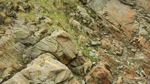 Mountain Goat India Stock Footage 143305058