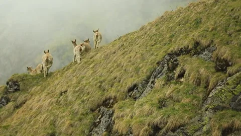 Mountain Goat India Stock Footage 143305091