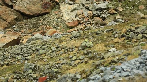 Mountain Goat India Stock Footage 143305113