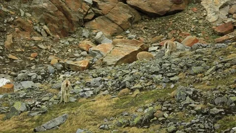 Mountain Goat India Stock Footage 143305126