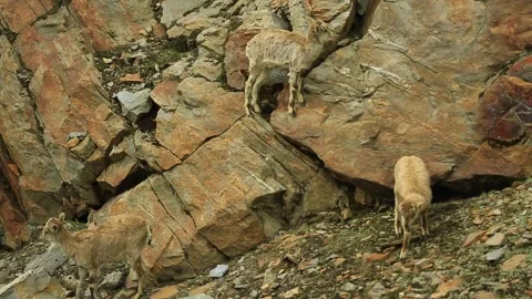 Mountain Goat India Stock Footage 143305274