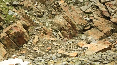 Mountain Goat India Stock Footage 143305300