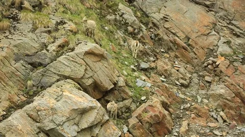 Mountain Goat India Stock Footage 143305525