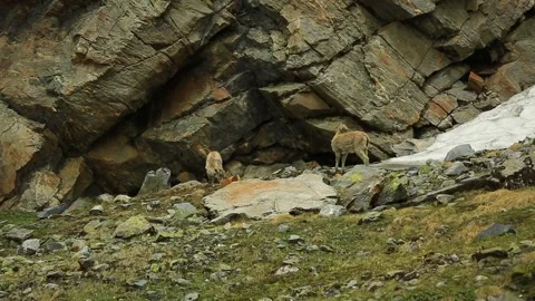 Mountain Goat India Stock Footage 143305585