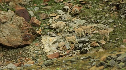 Mountain Goat India Stock Footage 143305696
