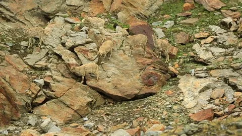 Mountain Goat India Stock Footage 143307035