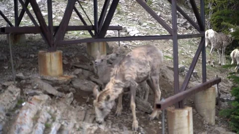 Mountain Goat with its babies Vídeo Stock 244947214