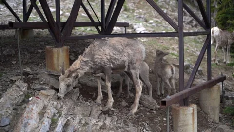 Mountain Goat with its young Vídeo Stock 244947246