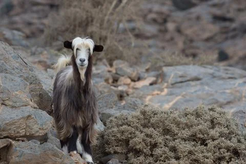 A mountain goat, Jebel Shams, Sultanate of Oman Foto stock