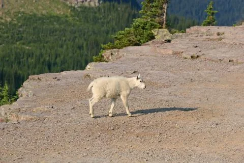 Mountain goat kid Stock Photos