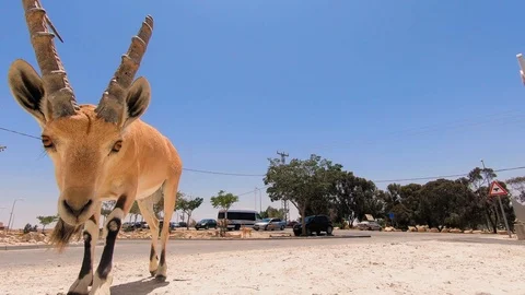Mountain Goat looking into the camera Stock Footage 113041607