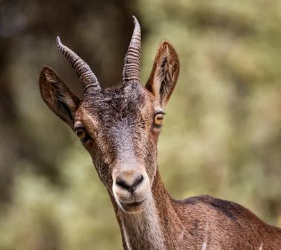 Mountain goat looking at the camera Stock Photos