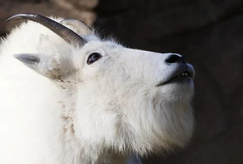 Mountain goat looking up Stock Photos