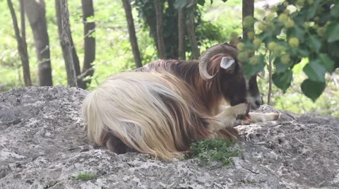 Mountain goat lying on the rock 스톡 동영상 42566568