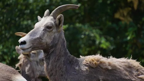 A mountain goat on a meadow Stock Footage 254999763