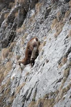 Mountain goat Stock Photos