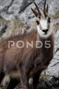 Mountain goat Stock Photos