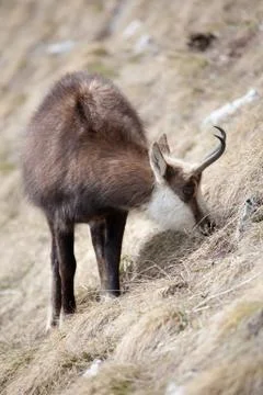 Mountain goat 写真素材