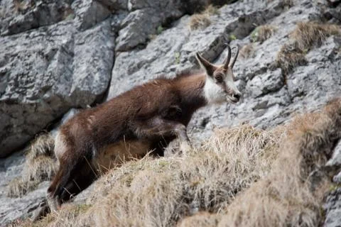 Mountain goat Stock Photos