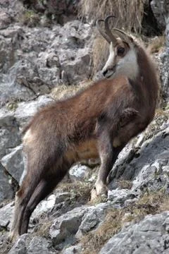 Mountain goat 写真素材