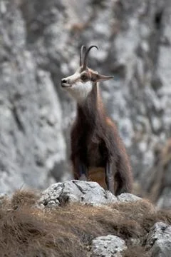 Mountain goat Stock Photos