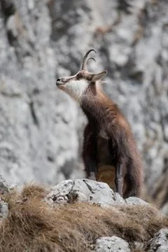 Mountain goat 写真素材