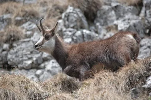Mountain goat Stock Photos