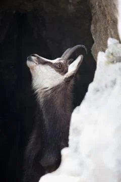 Mountain goat Stock Photos