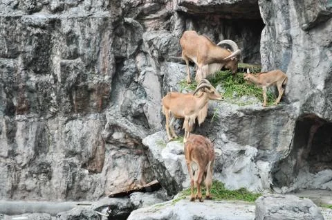Mountain goat Stock Photos
