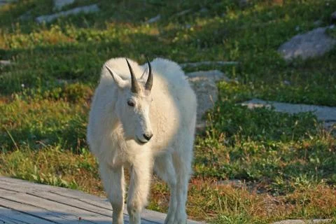 Mountain goat Foto stock
