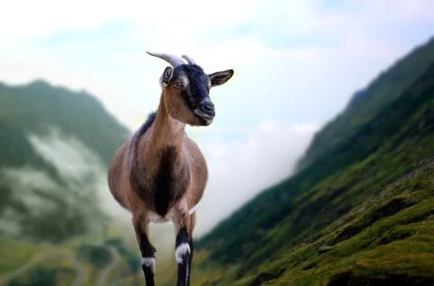 Mountain goat Stock Photos