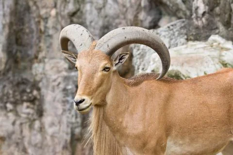 Mountain goat Stock Photos