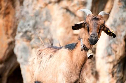 Mountain goat Foto stock