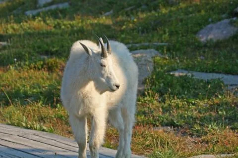 Mountain goat Stock Photos