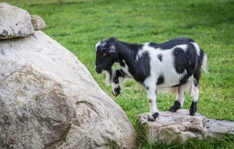 Mountain goat Stock Photos