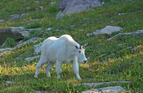 Mountain Goat Stock Photos