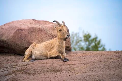 Mountain goat Stock Photos