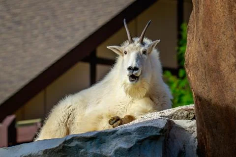 Mountain Goat Stock Photos