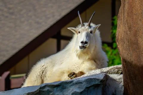 Mountain Goat Stock Photos