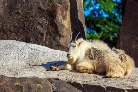 Mountain Goat Stock Photos
