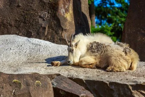 Mountain Goat Stock Photos