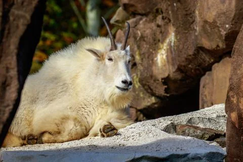 Mountain Goat Stock Photos